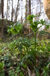 Helleborus viridis (hellébore vert) - W.Sandras.jpg