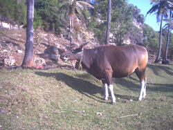 Banteng Domesticated Bali Bull.PNG