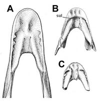 Caenagnathus dentaries-dorsal.jpg