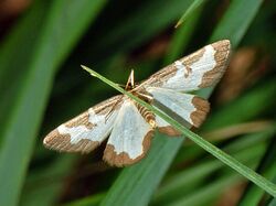Geometridae - Lomaspilis marginata.JPG