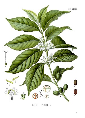 Illustration of Coffea arabica plant and seeds