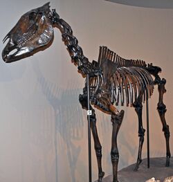 Skeleton in Carnegie Museum of Natural History