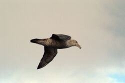 Photo of a giant petrel in flight