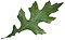 Quercus palustris leaf (white background).jpg