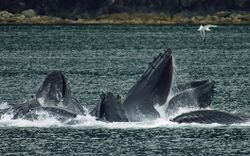Photo of several whales, each with only its head visible above the surface