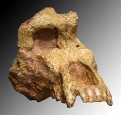 "Ouranopithecus macedoniensis" skull in the French National Museum of Natural History, Paris