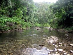 A river running through lowland forest in the Solomon Islands