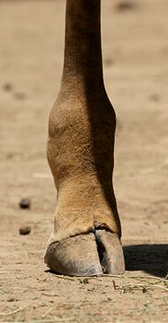 Photograph of giraffe's hind leg
