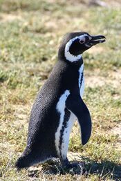 Pingüino (1).JPG