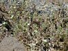 Arenaria.serpyllifolia1web.jpg