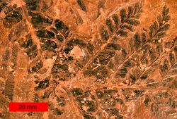 Fossil seed fern leaves of Neuropteris (Medullosales) from the Late Carboniferous of northeastern Ohio.