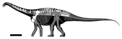 Haplocanthosaurus utterbacki skeletal.png