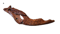 Mekosuchus holotype.png