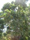 Starr 050516-1267 Ficus microcarpa.jpg