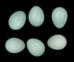 Turquoise-colored eggs
