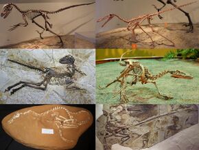 Dromaeosauridae Diversity.jpg