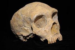 Neanderthal skull from Forbes' Quarry.jpg