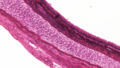 Trachea (mammal) cross-section high resolution