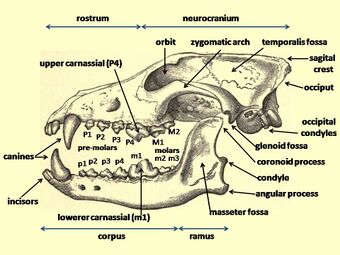 Incisors at the front, followed by canines, followed by premolars, followed by molars at the back