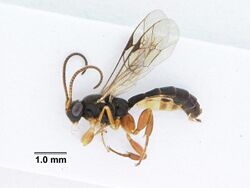 22 Ichneumonidae Orthocentrus spp. (9690903966).jpg
