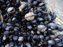 A bed of blue mussels, Mytilus edulis, in the intertidal zone in Cornwall, England
