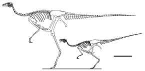 Sinornithomimus skeletal.jpg