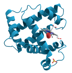 A representation of the 3D structure of the protein myoglobin showing turquoise α-helices.